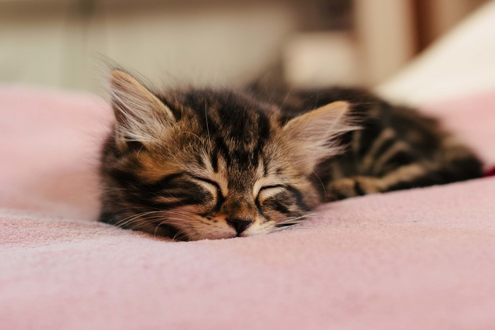 Kitten sleeping on a pink blanket