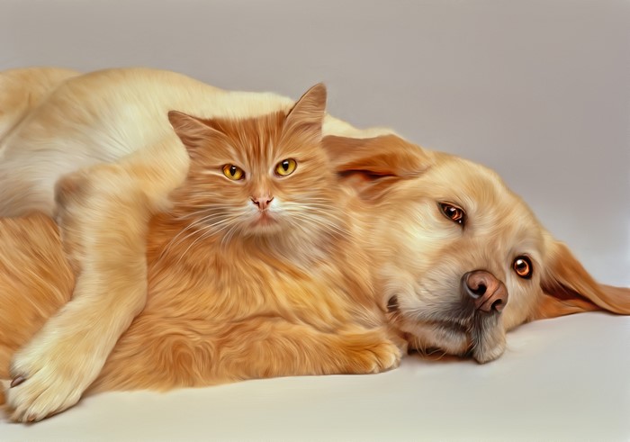 Orange Cat Lying on Golden Retriever