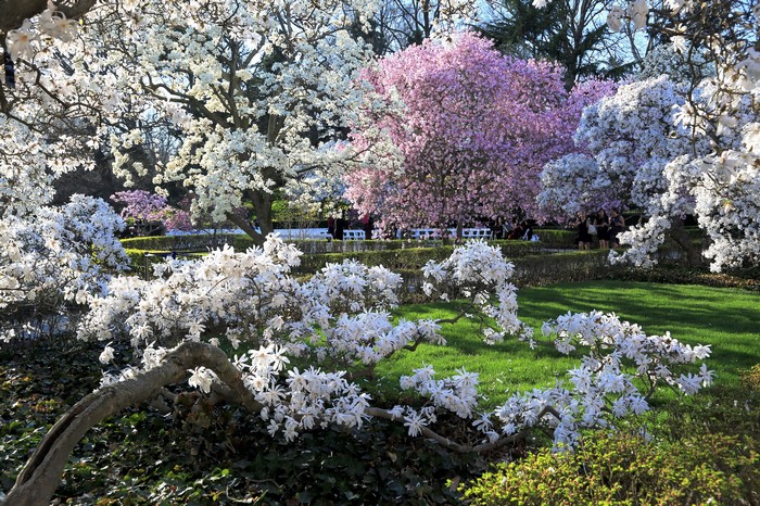 Brooklyn Botanic Garden in Spring with Flowering Trees
