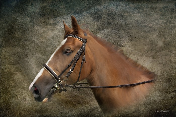 4K Horse Head with Bridle