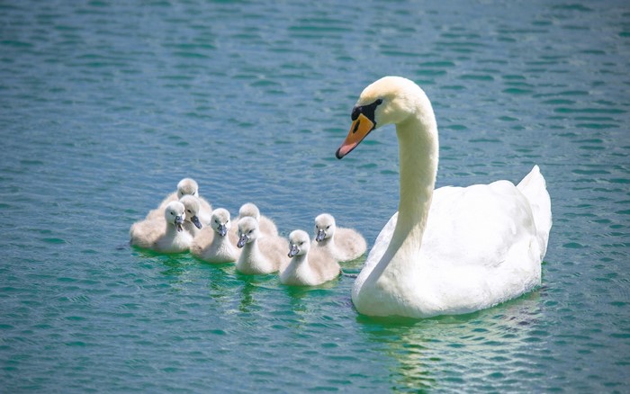 Mother swan with cygnets swimming in blue water