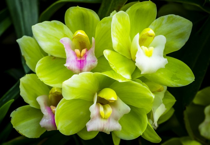 Close-up of vibrant green orchids with yellow and pink centers