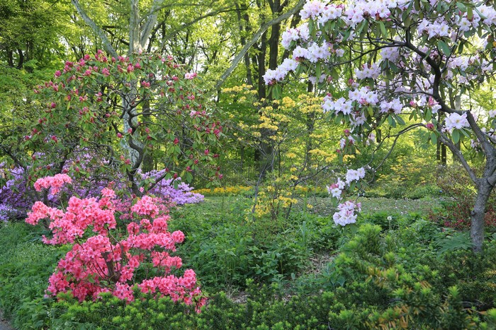4K Brooklyn Botanic Garden Flowering Trees and Shrubs