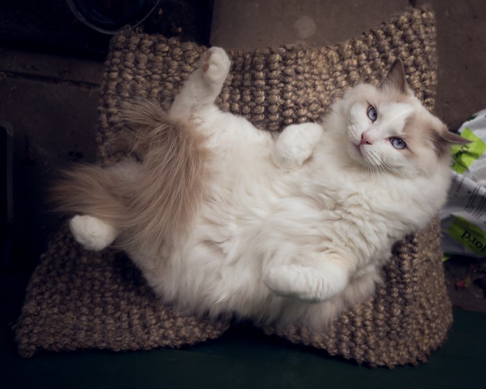 Ragdoll cat lying on a textured cushion