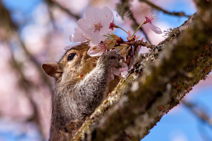 Squirrel eating cherry blossoms on a branch