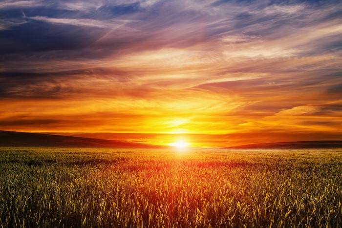 Sunset over a field of grass