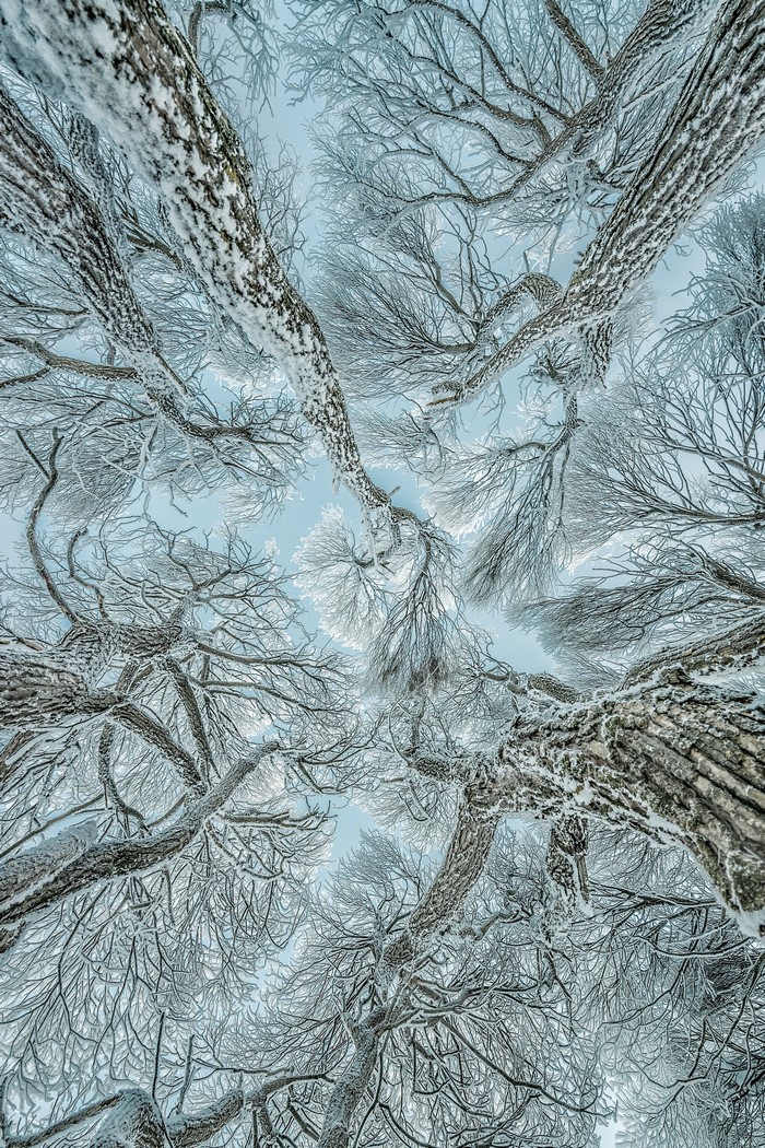 4K Winter Trees with Snow Covered Branches