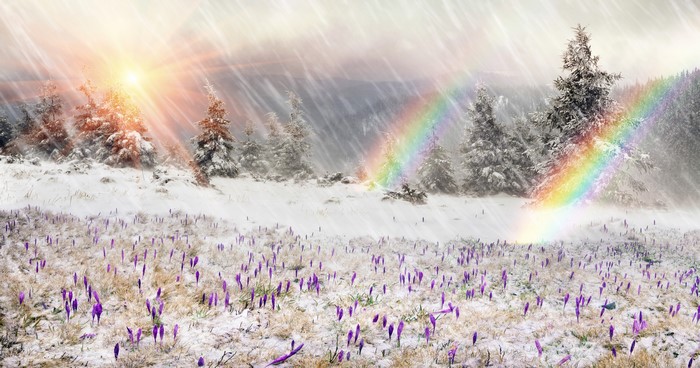 Crocuses in Snow with Sun and Rainbow