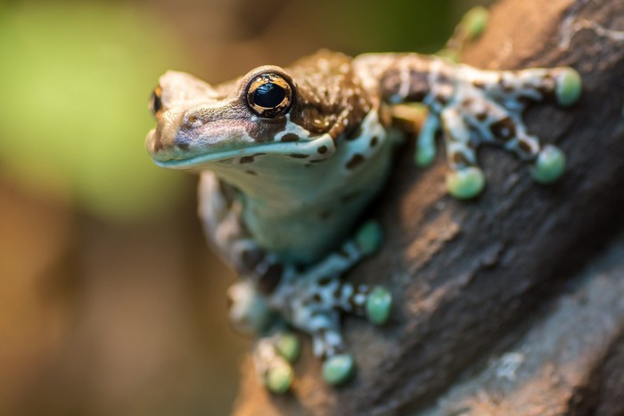 Close-up of a frog on a branch