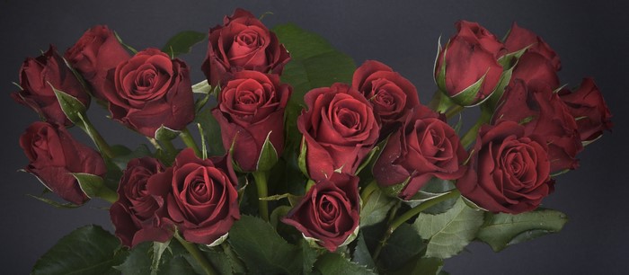 A bouquet of deep red roses