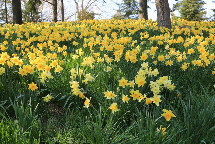 Field of yellow daffodils in a park