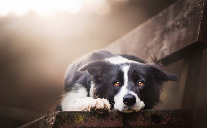 Border Collie dog resting on a wooden bench