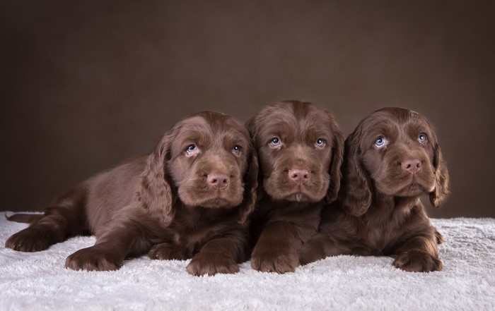 Three brown spaniel puppies lying down