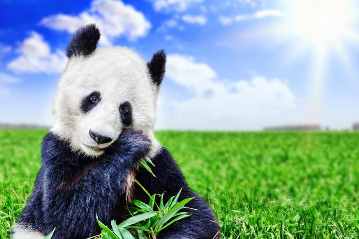 Panda eating bamboo in a green field under the sun