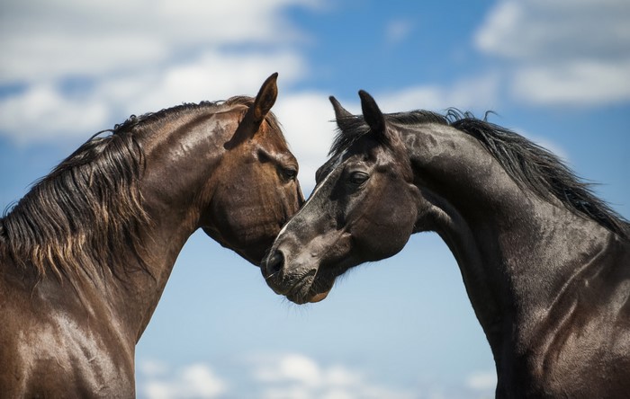 Two Horses Heads Together