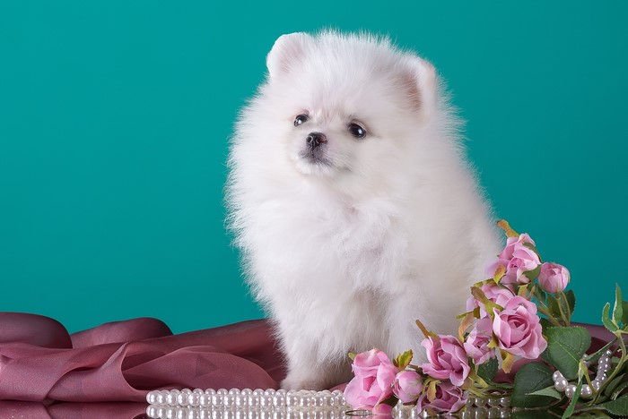 White Pomeranian puppy with pink roses and pearls