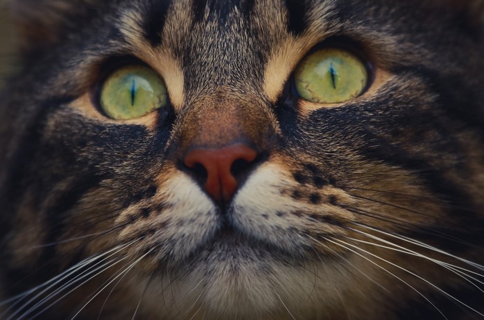 Close-up of a tabby cat's face with green eyes