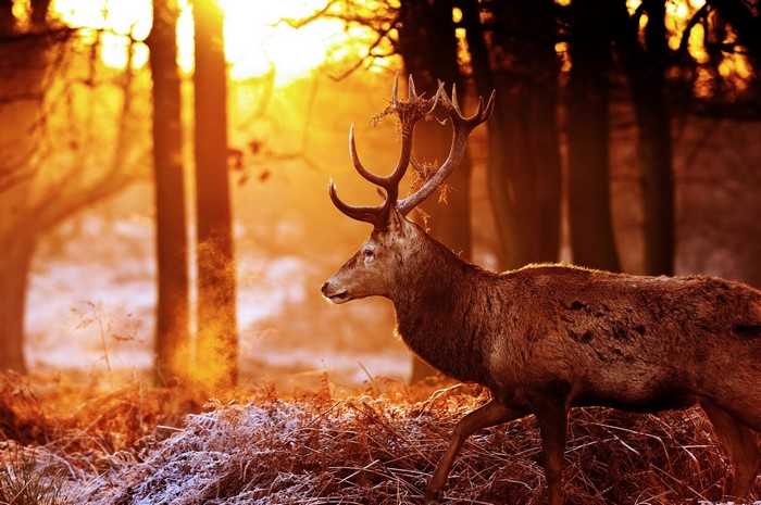 Deer with large antlers in a forest at sunset