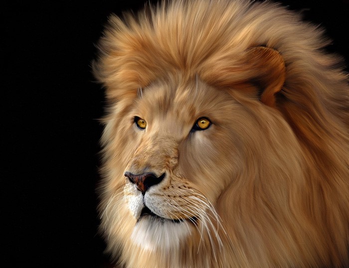Close-up of a male lion's head with a black background