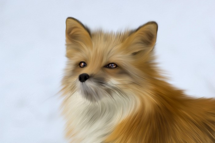A close-up portrait of a red fox