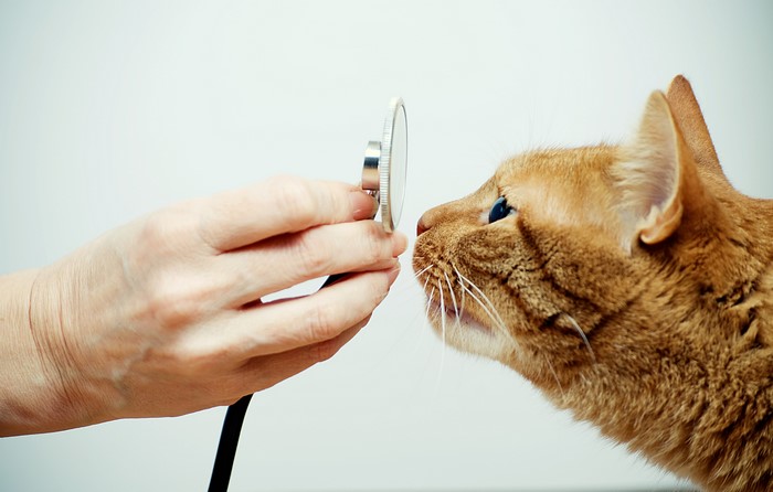 Cat being examined by a veterinarian with a stethoscope