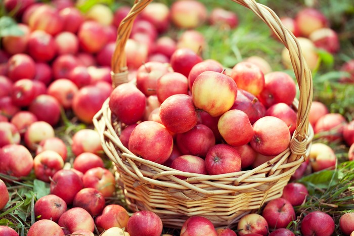 Apples in a wicker basket on the grass