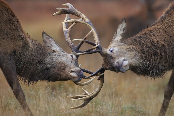 Two deer fighting with their antlers