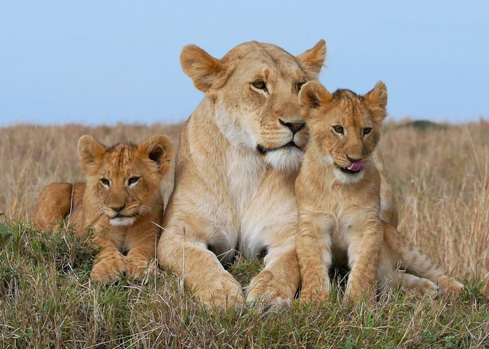 Lioness with Two Cubs in Grass
