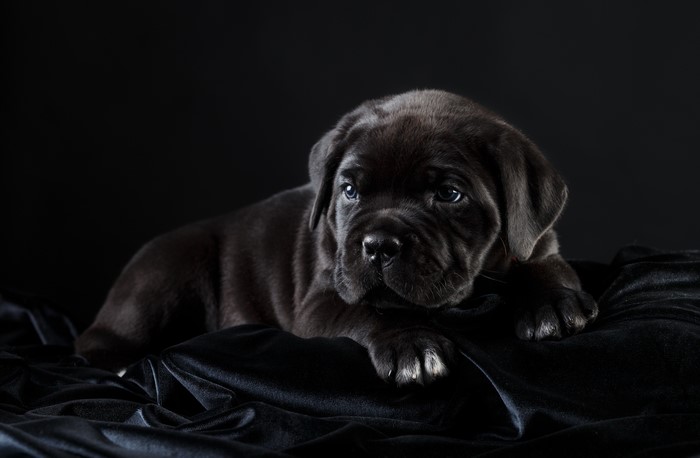 Black Cane Corso puppy on black fabric