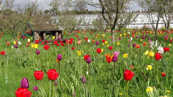 4K Tulips in Helmsley Walled Garden, United Kingdom