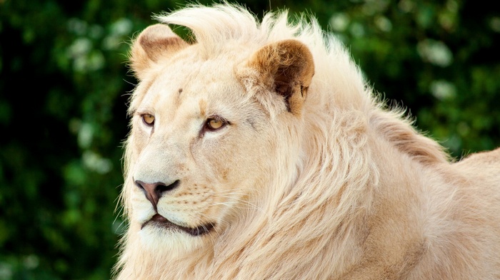 Close-up of a white lion's face
