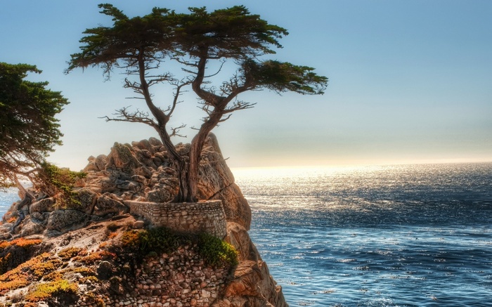 Lone cypress tree on a rocky cliff overlooking the ocean