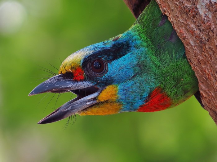 Close-up of a colorful bird's head emerging from a tree