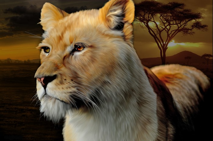 Lioness looking to the left with acacia tree at sunset