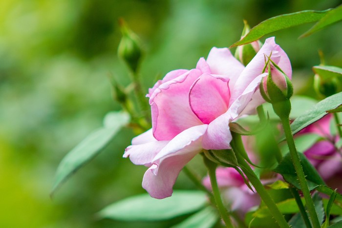 Pink rose with buds and green leaves