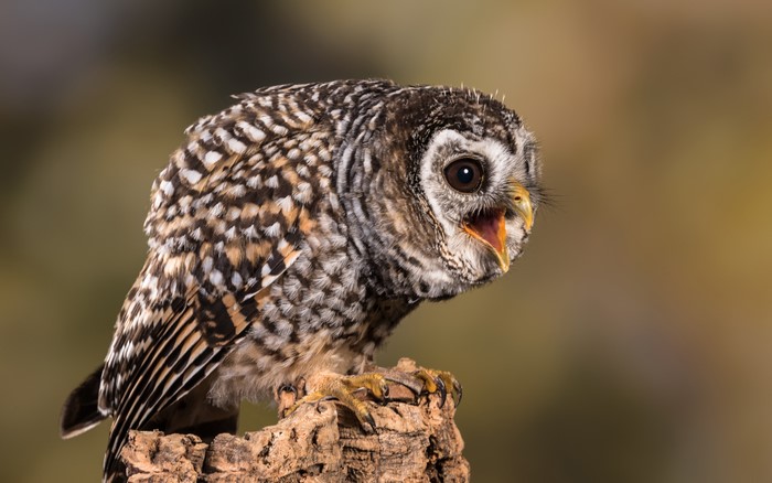 Chaco Owl perched on a log