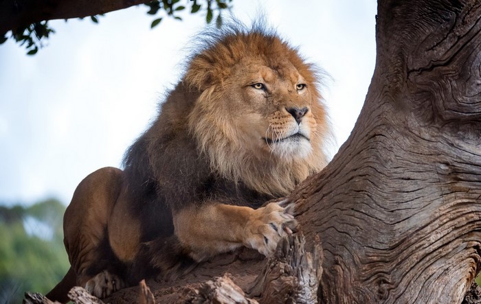 Lion resting on a tree trunk