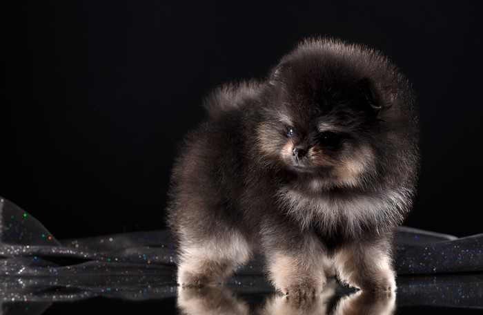 Fluffy black and tan Pomeranian puppy on a dark background