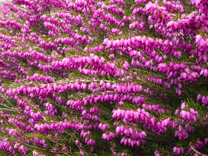 Pink Erica Flowers