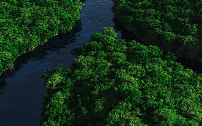 Aerial view of a river flowing through a dense forest