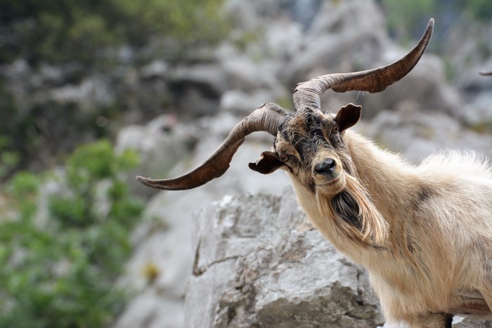 Goat with large horns on rocky terrain