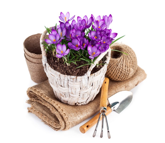 Still-life of Crocuses in a Wicker Basket with Gardening Tools
