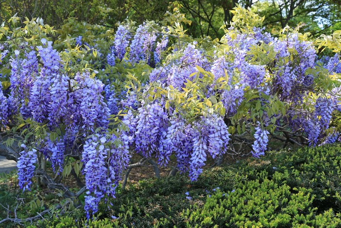 Wisteria flowers in bloom