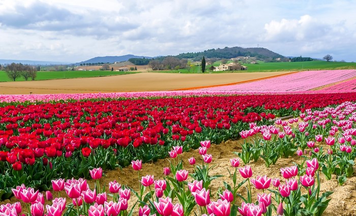 Fields of Red and Pink Tulips in Bloom