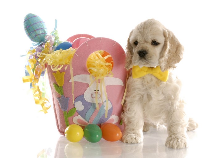 Easter puppy with basket and eggs