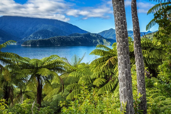 Ferns and Mountains Overlooking a Lake in New Zealand