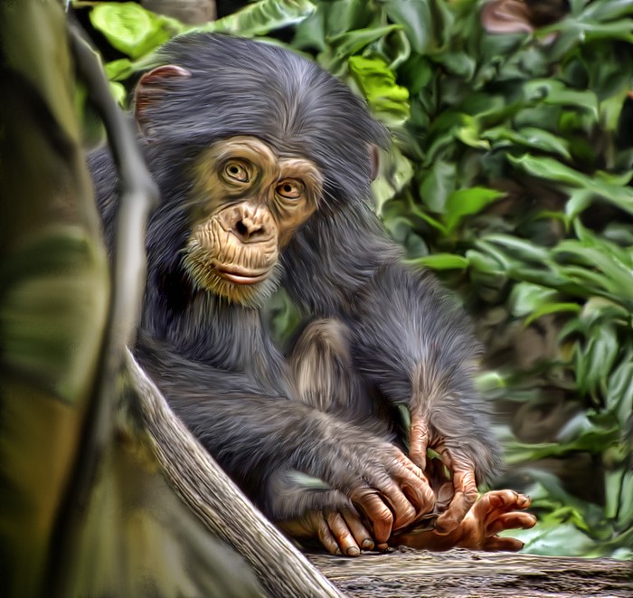 Chimpanzee sitting on a tree branch surrounded by leaves