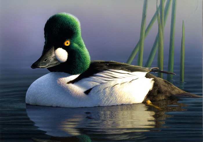 James Hautman Realistic Painting of Duck on Water