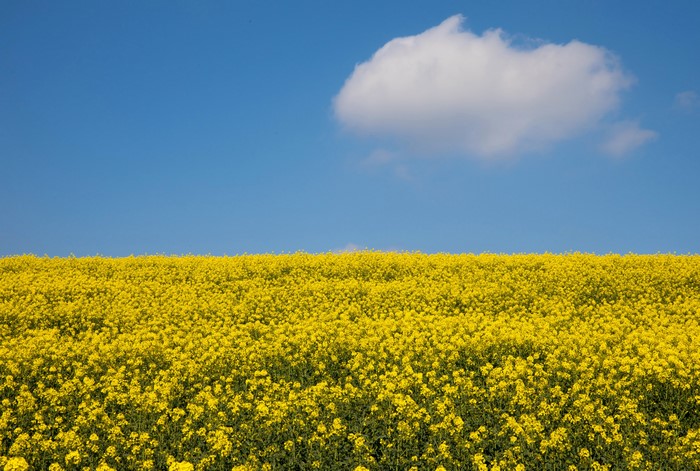 Field of yellow rapeseed flowers under a blue sky