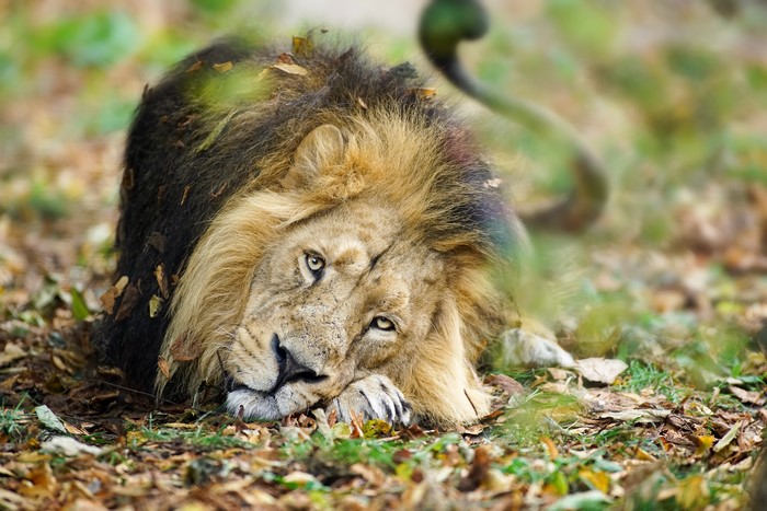 Lion lying down in autumn leaves